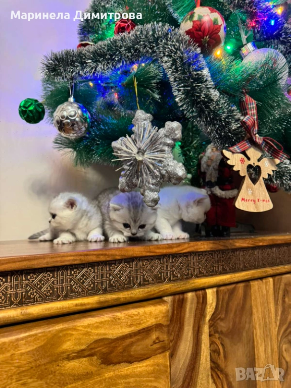 Малки сладки пухкави сребърни британчета., снимка 1