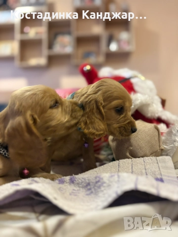 Чистокръвни Кокер Шпаньол кученца, снимка 8 - Кокер шпаньол - 52372383
