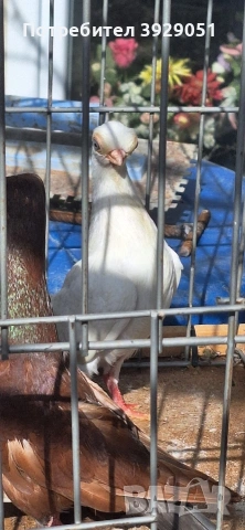 Продавам Будапещенски, снимка 3 - Гълъби - 53753986