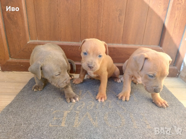 Питбул , снимка 1