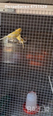 Мъжки Канари Орфей 2025г., снимка 4 - Канари - 53662815