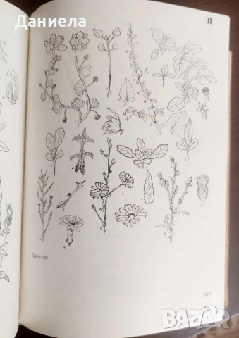 Горски култури и селекция, снимка 4 - Специализирана литература - 50539133