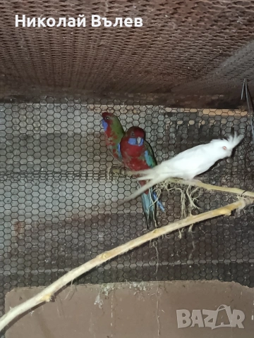 Млада двойка червени пенанти, снимка 4 - Папагали - 53304901