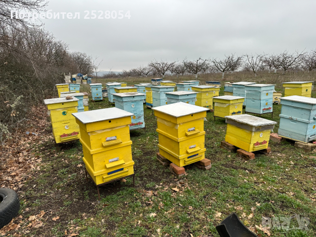 Продавам пчелни семейства с многокорпусен кошери, снимка 11 - За пчели - 44828345