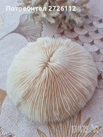 Морски артикули , снимка 14 - Декорация за дома - 46756630