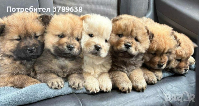 Чау - Чау  💙🐾 