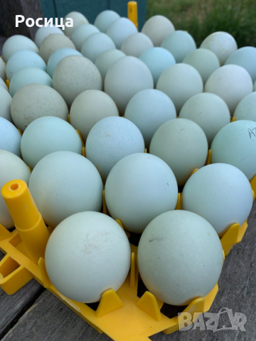 Предлагам разплодни яйца от Легбар, снимка 1 - Кокошки и пуйки - 44716242