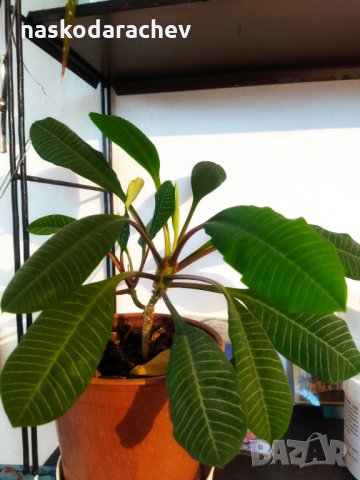 Красиво стайно цвете, снимка 1