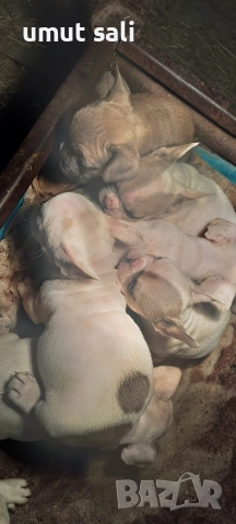 френски булдочета , снимка 5 - Френски булдог - 52974846