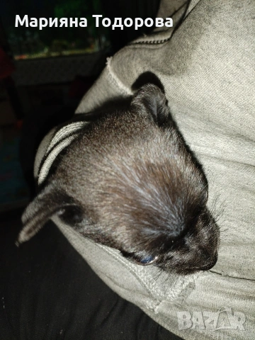 Пинчер, снимка 12 - Пинчер - 53447224