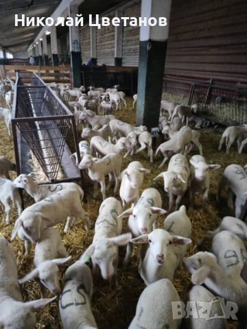 Продавам чистопородни агнета порода Лакон