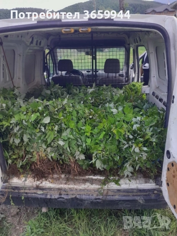 🍓 Качествен разсад ягоди и малини – засади днес, береш утре! 🌱, снимка 4 - Разсади - 53585752