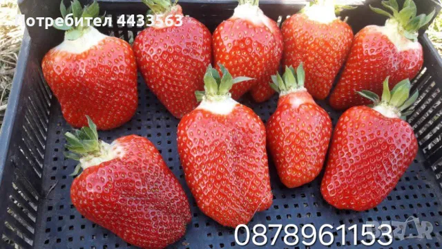 Разсад ягоди целогодишни , снимка 6 - Разсади - 49716826