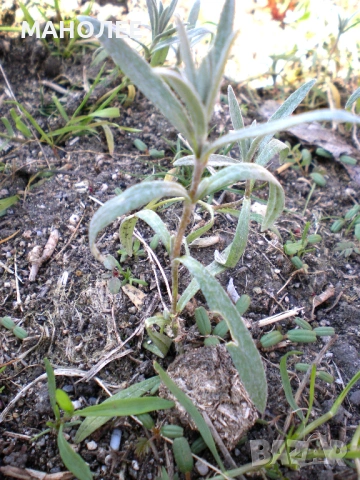 🌼🌼🌼РОЖЕЦ🎁🪴🌼, снимка 2 - Градински цветя и растения - 53419821