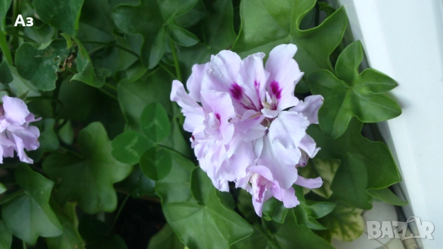 Продавам разсад - висящи мушката; микс цветове, снимка 14 - Стайни растения - 52958131