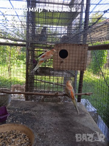 Пойни папагали- 1 мъжки