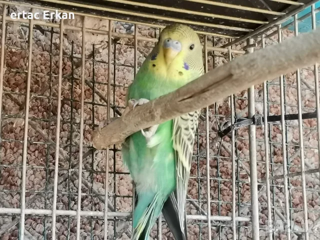 млади вълнисти папагали , снимка 3 - Папагали - 55854179