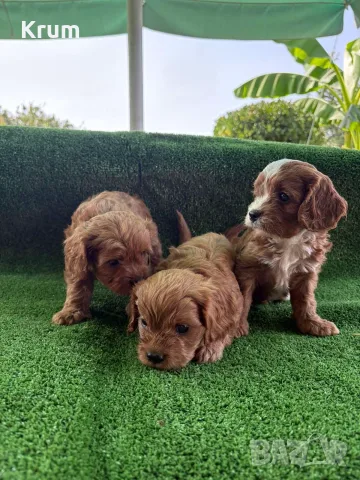 Cavapoo  Кавапу, снимка 3 - Кавалер кинг чарлз шпаньол - 55875940