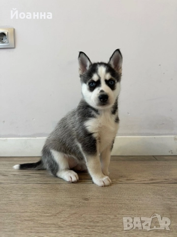 Чистокръвни Хъскита, снимка 2 - Хъски - 52447495