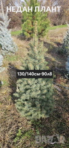 Живи коледни дръвчета (на бала)