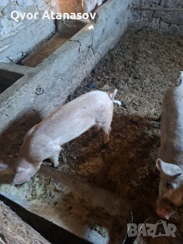 Prodav 2 praseta 45 50 kg., снимка 2 - Прасета - 56066062
