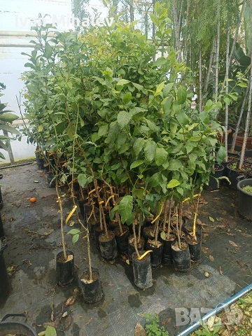 цитрусови дървета и маслини , снимка 5 - Сортови семена и луковици - 53380077