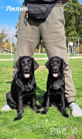 Лабрадор ретривър с родословие, снимка 2 - Лабрадор ретривър - 48299080