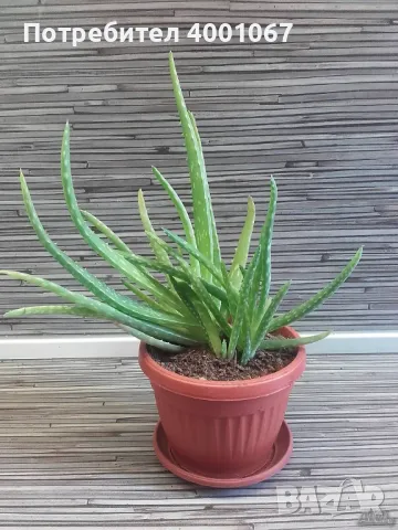 стайно растение алое, снимка 1