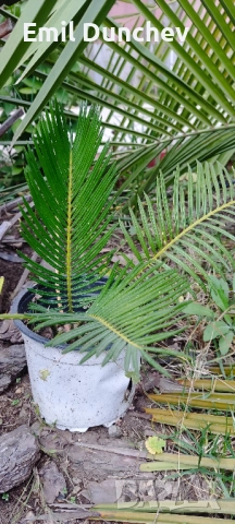 Кралски цикас, Cycas revoluta