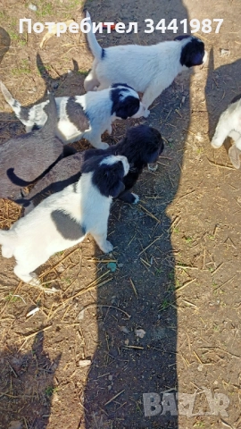 Каракачанки кучета , снимка 5 - Каракачанска овчарка - 52521908