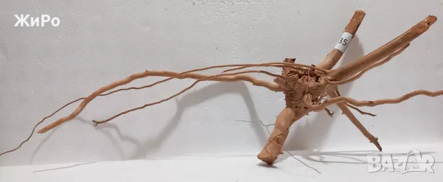 Корен от Азалия /декорация/ 35