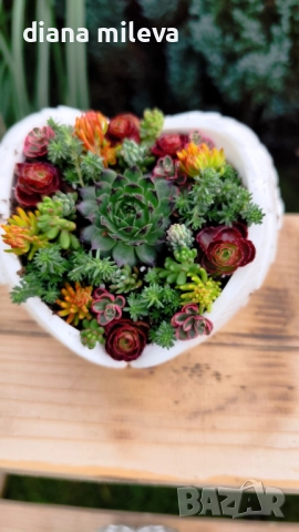 Гипсокерамични крила с формата на сърце и с живи студоустойчиви сукуленти!, снимка 11 - Декорация за дома - 52435989