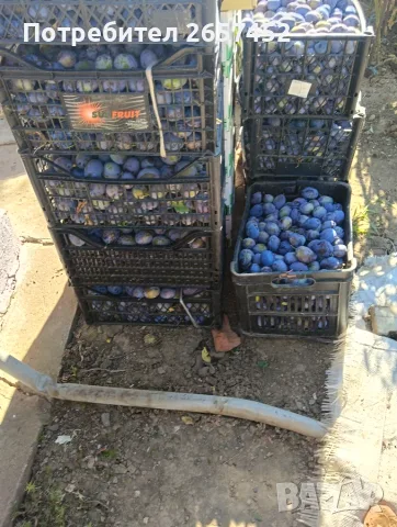 Сини сливи,набрани, снимка 2 - Други - 55709963