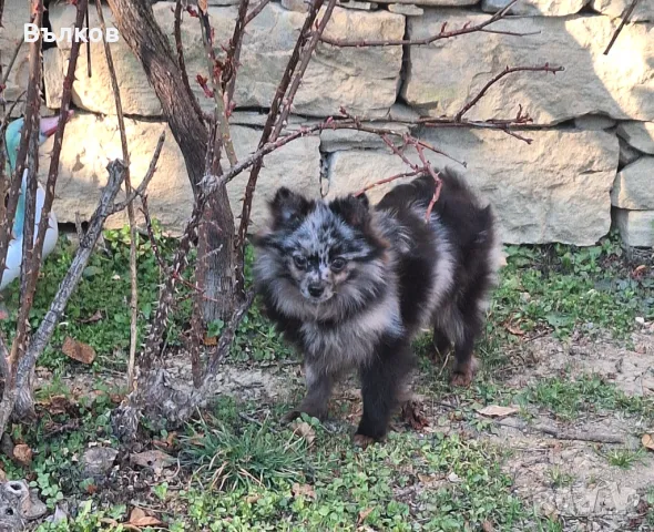 Померан Мерле, снимка 1