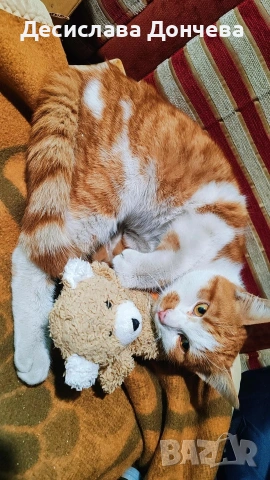 Коте Сами си търси дом, осинови го, снимка 10 - Други - 53033203