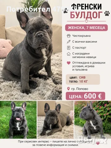 Продава се чистокръвна френски булдог- женска.