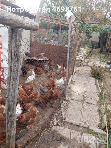 продавам петли и кокошки, снимка 5 - Кокошки и пуйки - 52968488