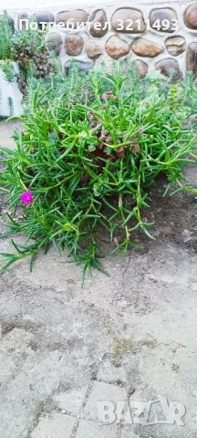Продавам чашкодрян, салвия, алое,чемшир ,делосперма