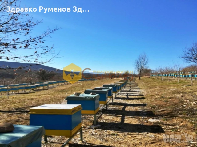 Презимували пчелни семейства - ДБ и ЛР, снимка 3 - За пчели - 53334370