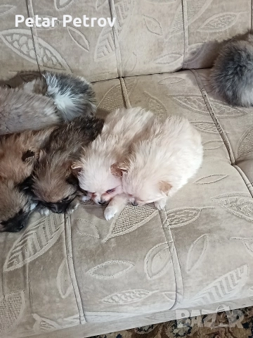 Мини шпиц , снимка 15 - Шпиц - 52816516