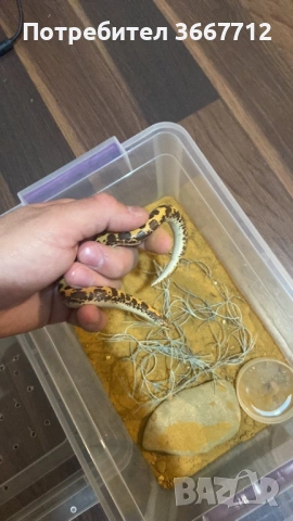 Кенийски пясъчни бои , снимка 3 - Змии - 53608960