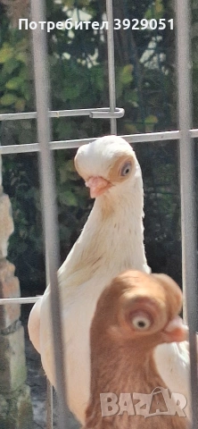 Продавам Будапещенски, снимка 5 - Гълъби - 53753986