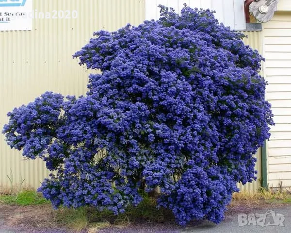 Цеанотусът (Ceanothus) или калифорнийският люляк Налични 3 вида, снимка 9 - Разсади - 49943995