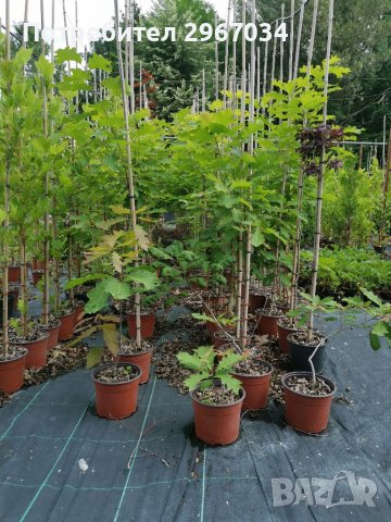 Червен американски дъб 