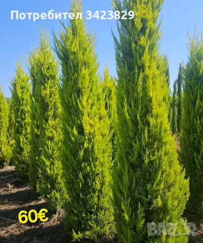 Палми,кипариси,цикас, снимка 2 - Декорация за дома - 56243445