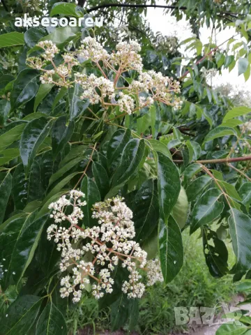 Фиданки от медоносното дърво на пчеларя Еводия Даниели разсад дръвчета за медосбор, снимка 3 - Разсади - 49271875