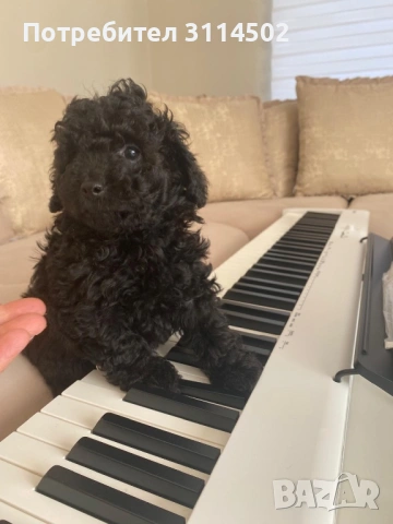 Той пудел (мъжки), снимка 2 - Пудели - 53141110