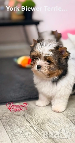 Йоркширски Териер! Перфектни Сладури за семейство с деца! , снимка 3 - Йоркширски териер - 53616414