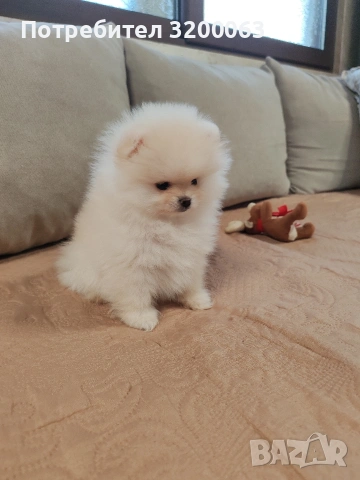 Померан мини мини , снимка 7 - Померан - 53078123