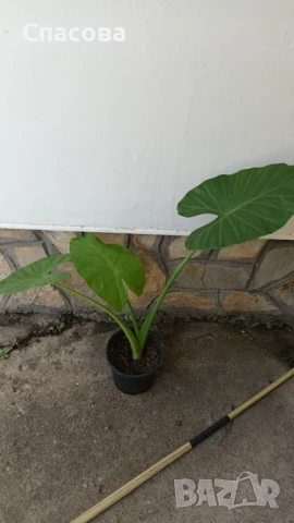 Трилистник - стайно цвете, снимка 3 - Стайни растения - 47389232